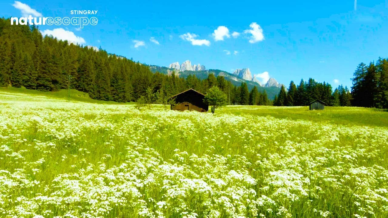 1 Hour of Amazing Nature Scenery & Relaxing Music for Stress Relief