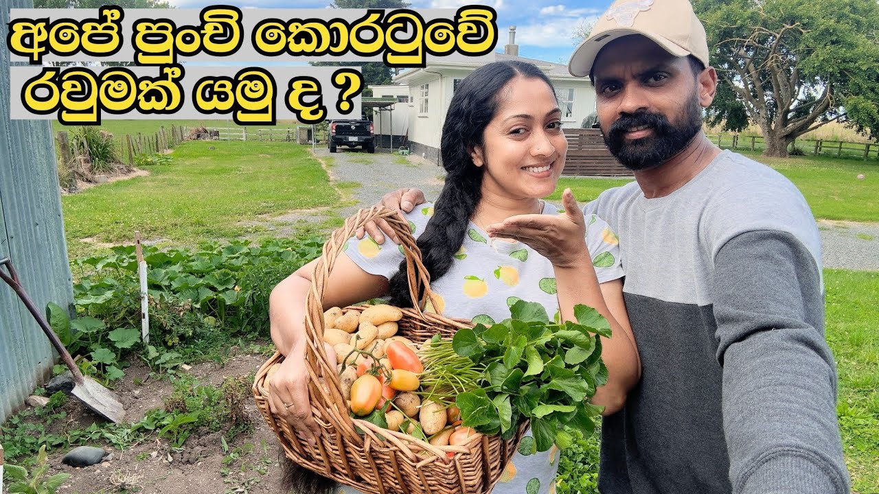 බොහොම අමාරුවෙන් බේරගත්ත අපේ වගාව 🫑🥔🌶️| දැන් අපි අස්වැන්න නෙළන කාලේ|Home Garden In New Zealand🇳🇿🇱🇰