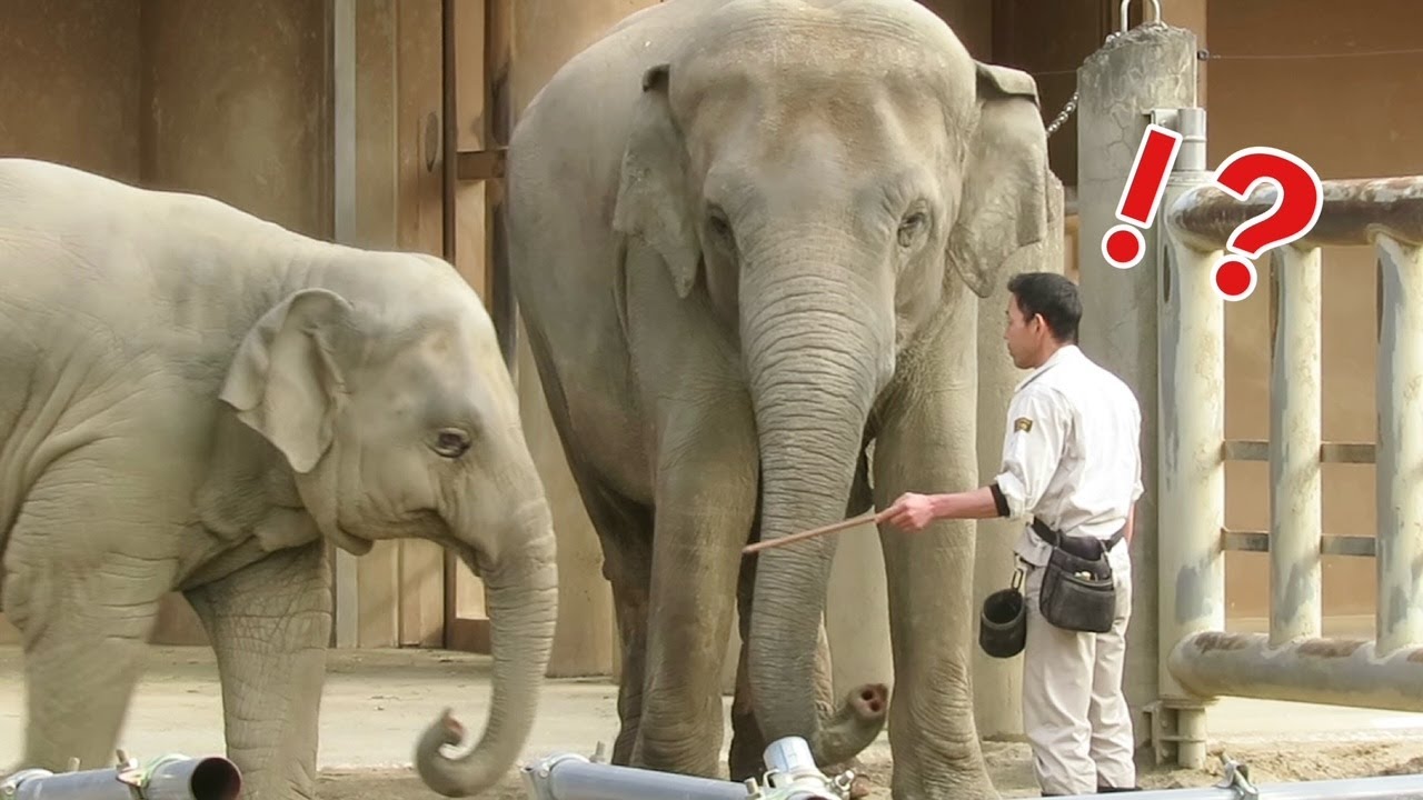 【爆笑】うららトレーニングに乱入するの巻🤣【東山動植物園】