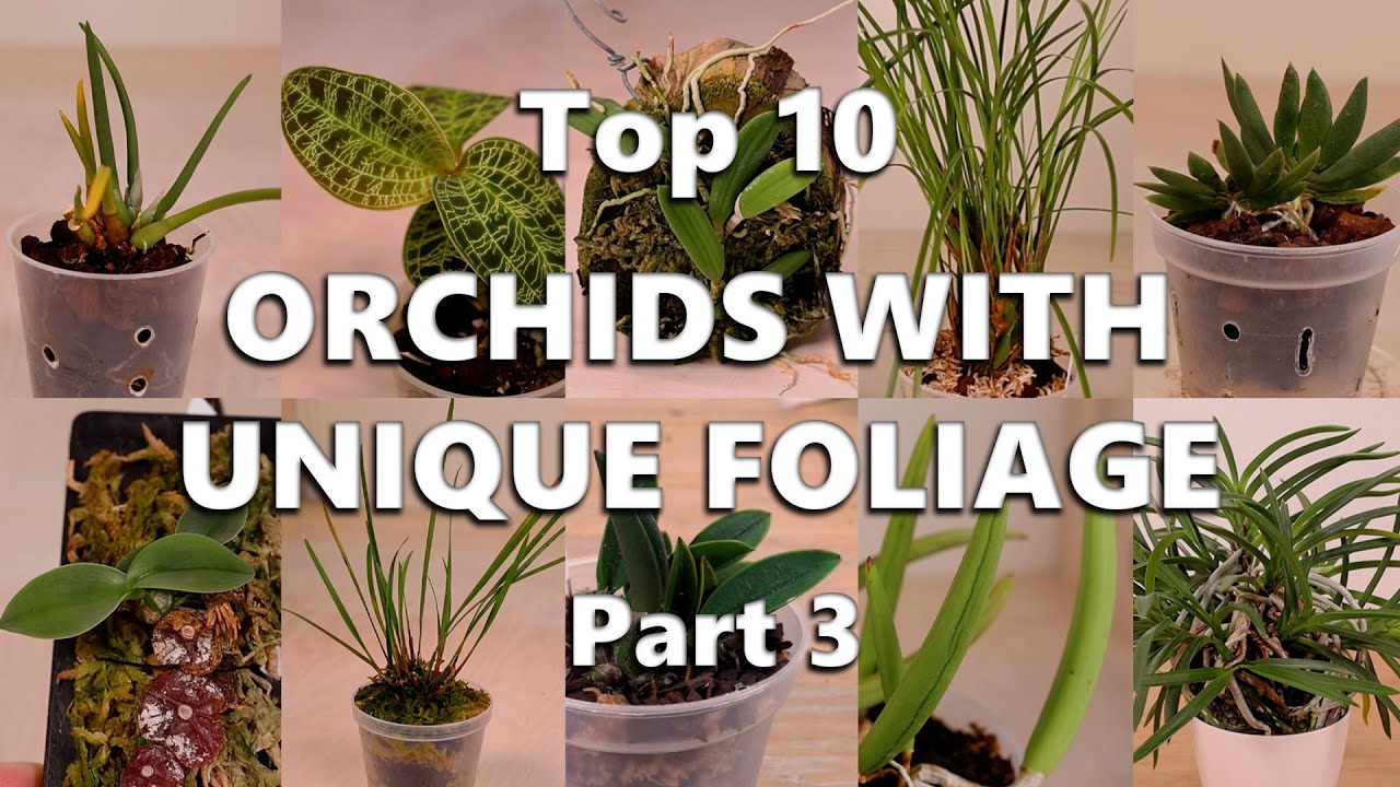 Top 10 Orchids with Unique Foliage - Part 3