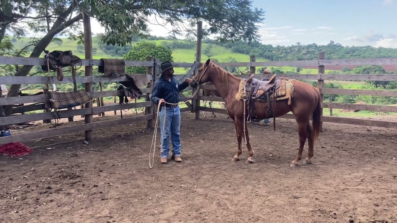 “Segundo dia de Doma com a Potra Quarto de Milha #atena