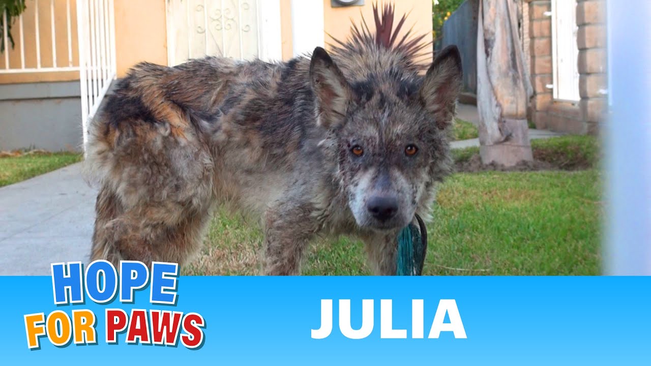 Julia: a wolf?  a coyote?  a dog?  This rescue is a MUST SEE! #dog