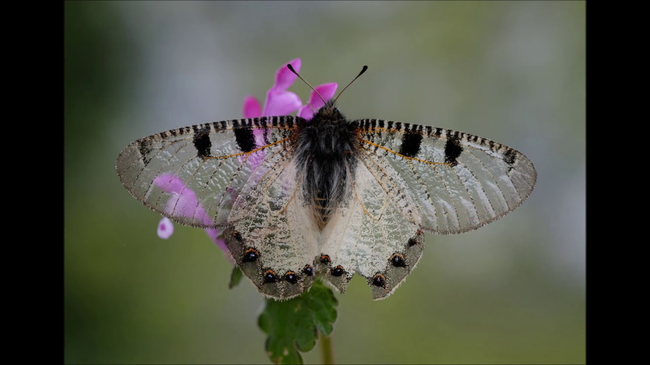 Makro fotoğrafçılığı @akinacarphotography