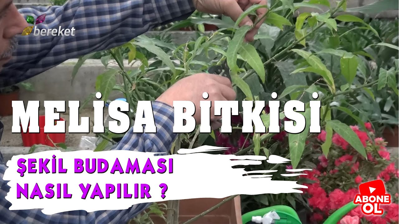 Melisa Bitkisinde Şekil Budaması Nasıl Yapılır ❓
