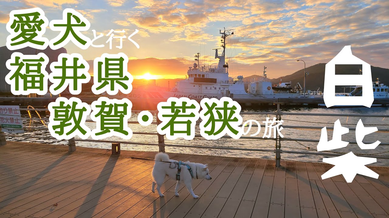 愛犬と行く福井県敦賀・若狭の旅【柴犬】