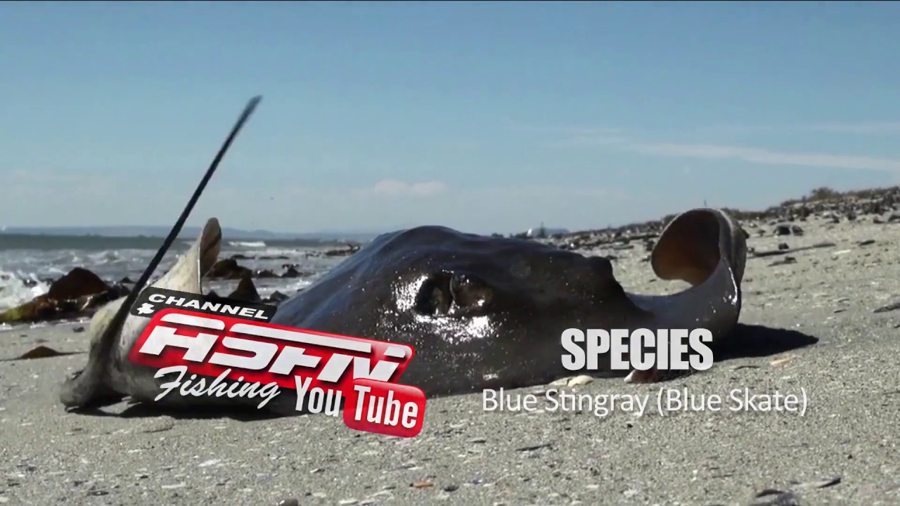 ASFN 2018 SPECIES - Blue Sting Ray / Blue Skate
