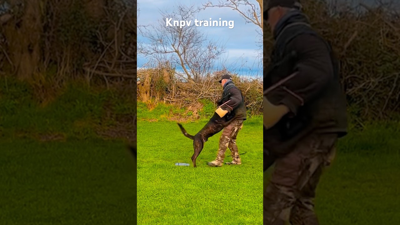 Knpv training Kybo at 1 year #amtrainingkennels #knpv