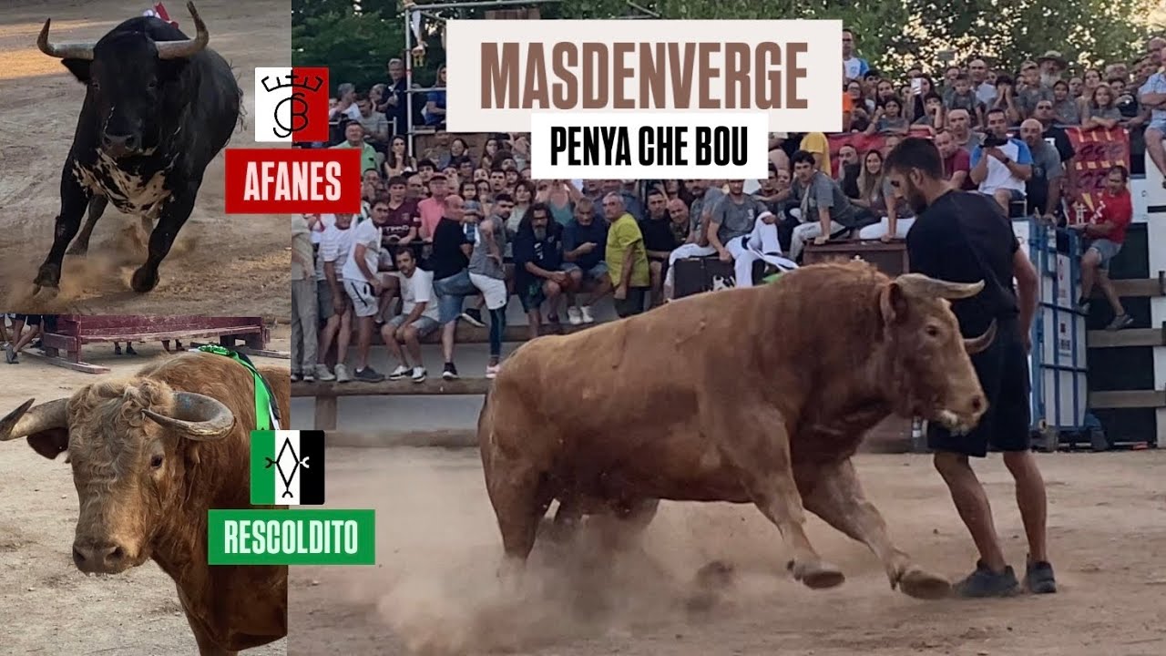 MASDENVERGE- PENYA CHE BOU 2025- PRUEBA DE DOS TOROS CERRILES DE SERGIO CENTELLES Y ANGEL G&Oacute;MEZ  