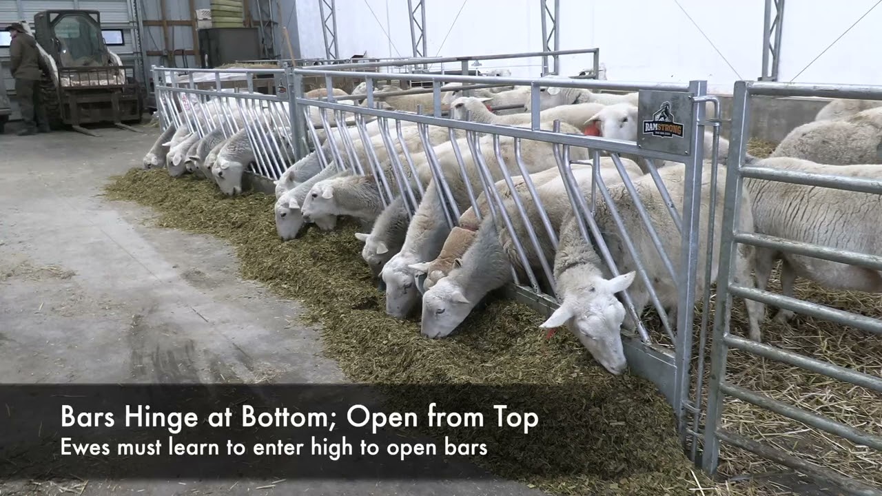 RamStrong Self-Closing Slant Bars | Paragon Livestock Solutions