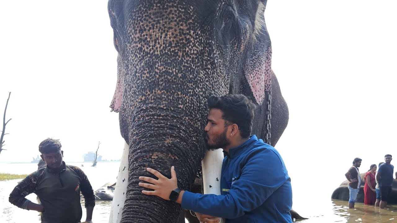 ಇಳಕಲ್ ಇಂದ ಸಕ್ರೆಬೈಲು ಆನೆ ಬಿಡಾರ 