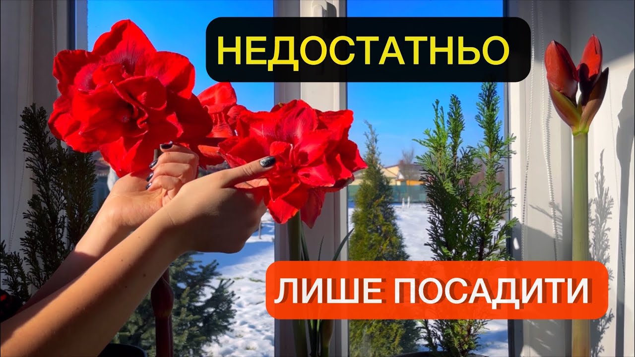 Гиппеаструм (Амариллис). Правильная посадка и последующий уход. Цветы будут гигантскими.