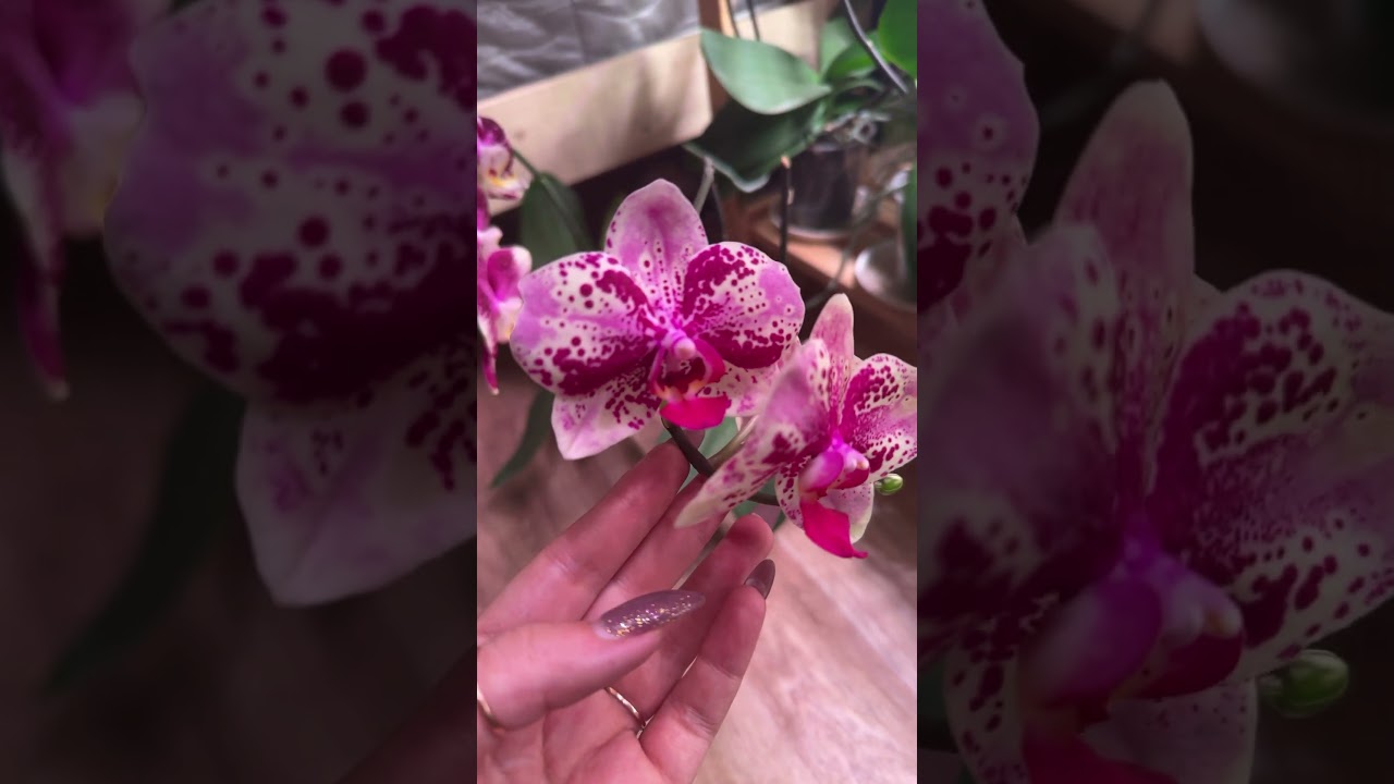 Phal Frontera.                      #моиорхидеи #orchid #flowers #орхидеи #plants #растения #nature