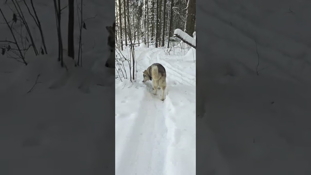 16 января 26 года прогулка с #хаски, #husky, #siberianhusky
