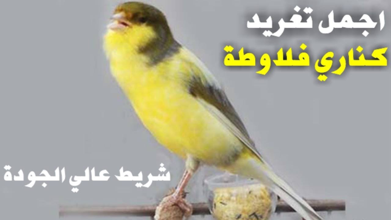 الفلاوطة المغربيCanari Flawta
