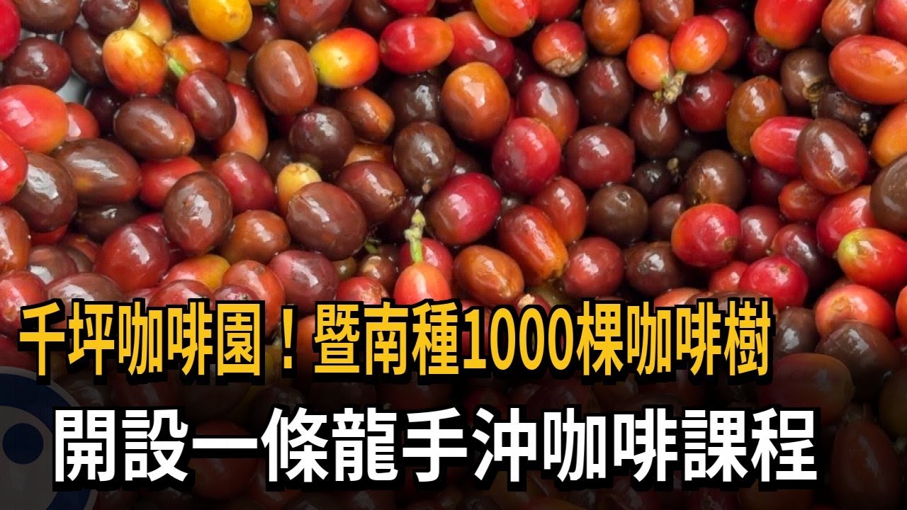 千坪咖啡園！暨南種1000棵咖啡樹 開設一條龍課程－民視新聞