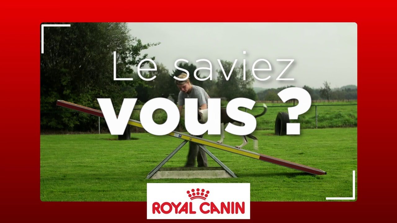Comment pratiquer l’Agility avec votre chien ?