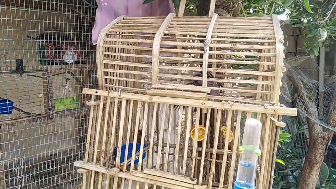 مراحل بناء عش بلابل سيزر بعد تزاوج معلومات مهمة جدا