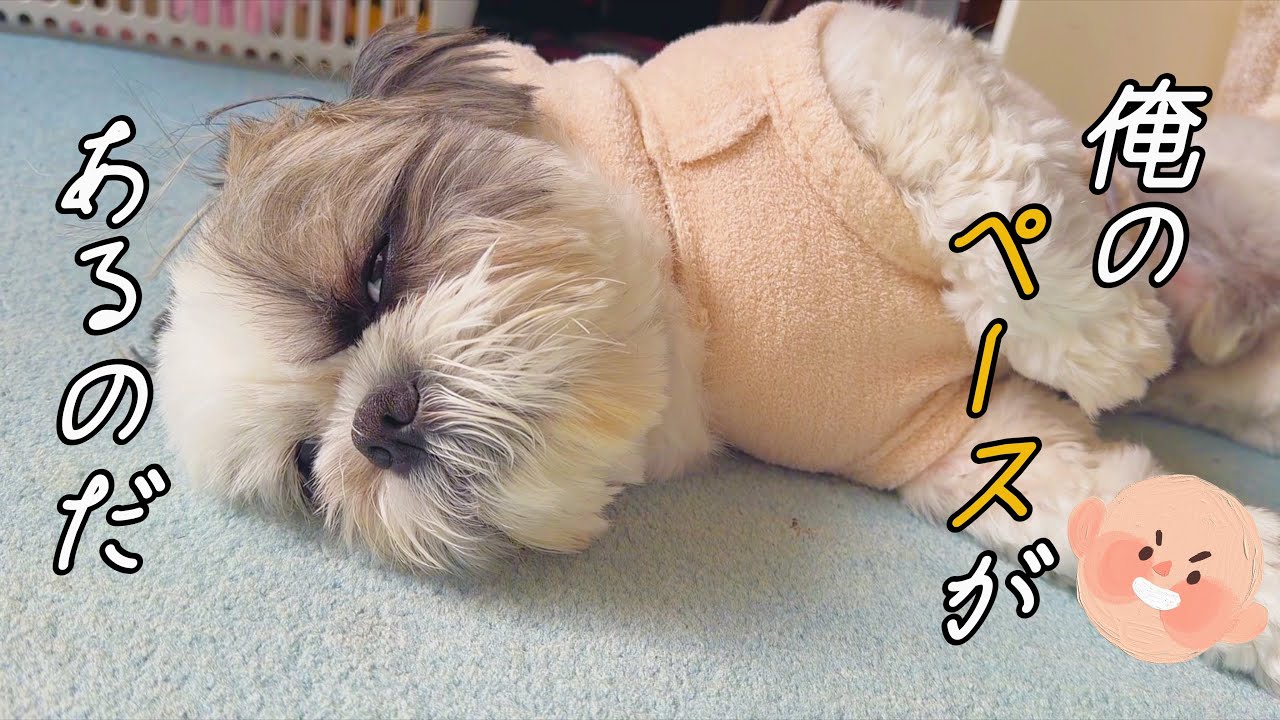 お散歩が大好きな自我を貫き通す犬