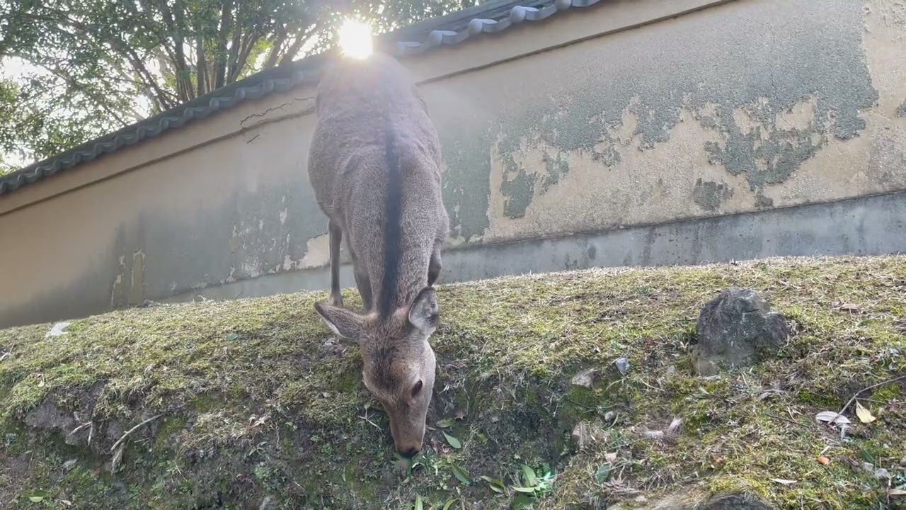 Walking in Nara, From Kintetsu Station to Kofukuji Temple Cute Deer & Historic Streets  近鉄奈良駅から興福寺へ