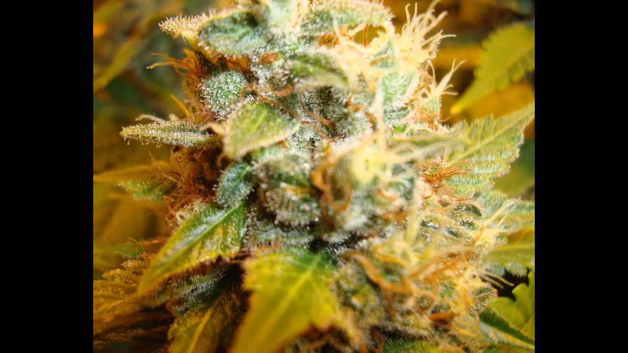 Indoor Chocolope F+61