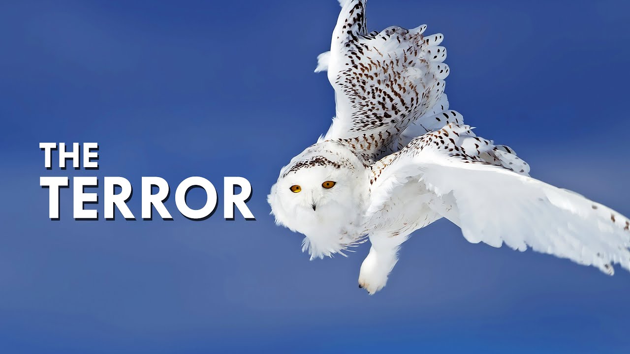 Snowy Owls Build Nests Out Of Lemming Corpses
