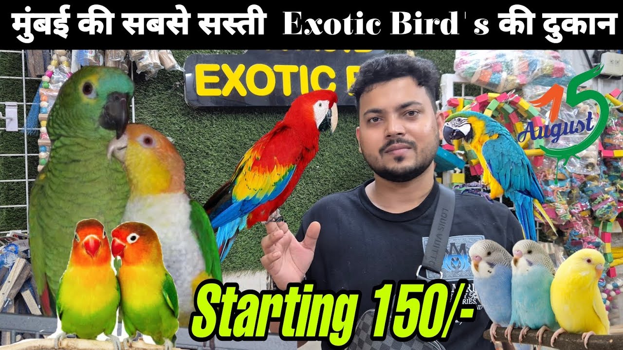 Mumbai की सबसे सस्ती shop | free birds | exotic birds | Cheapest pet market | Wajid pet shop
