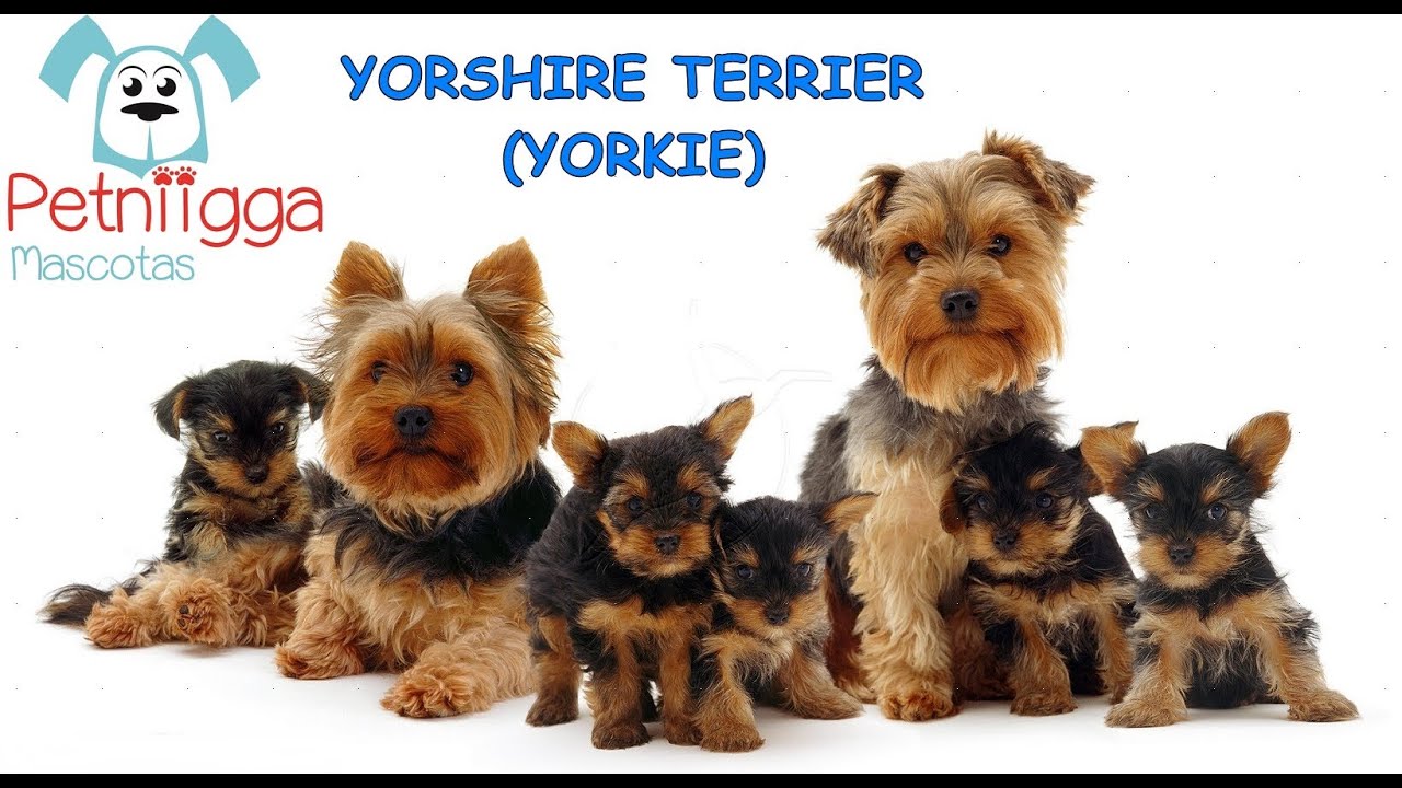YORKSHIRE TERRIER PETNIIGGA