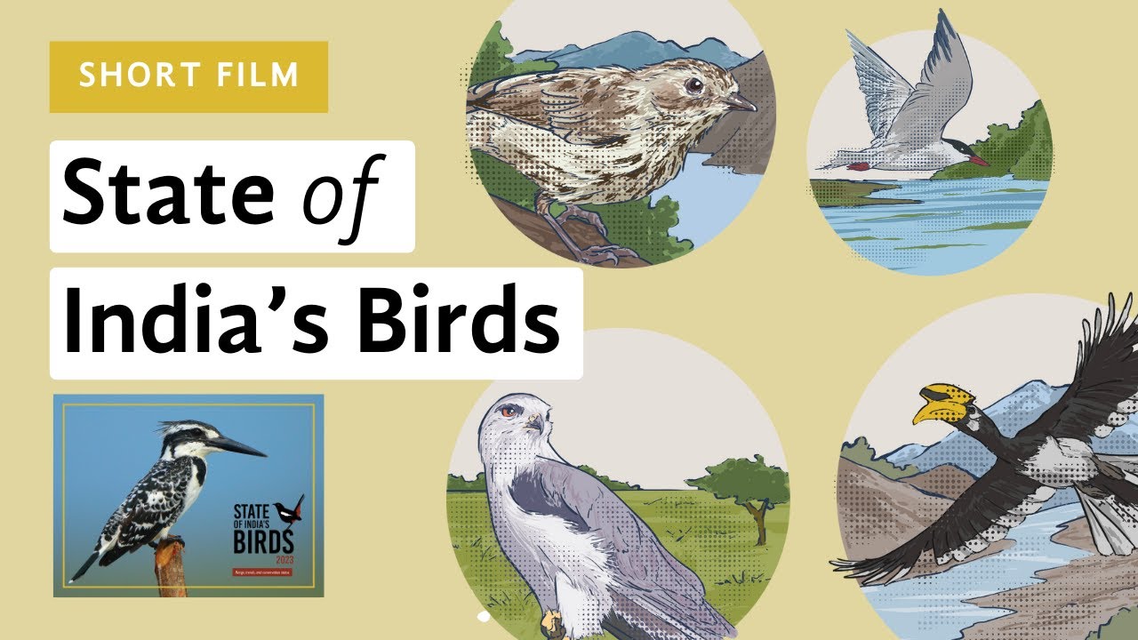 How are birds in India faring? A short film on the State of India's Birds report 2023