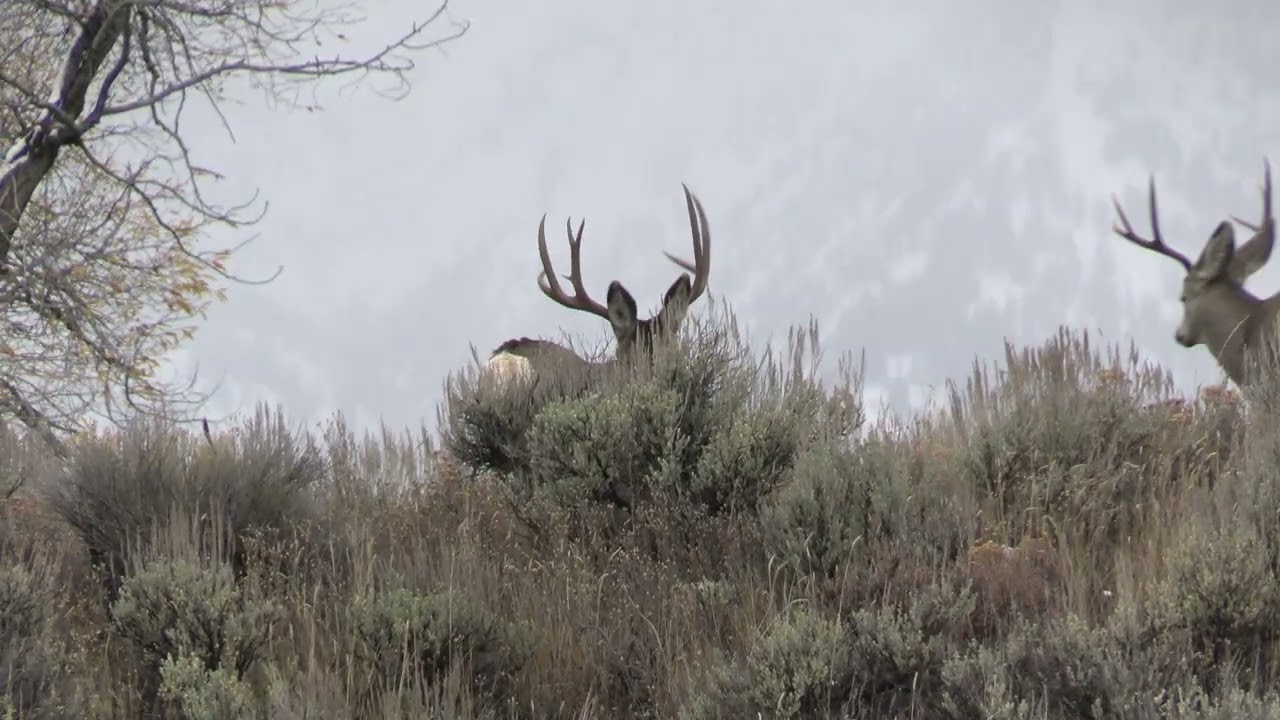 2025 Teton's seldom seen Mule deer
