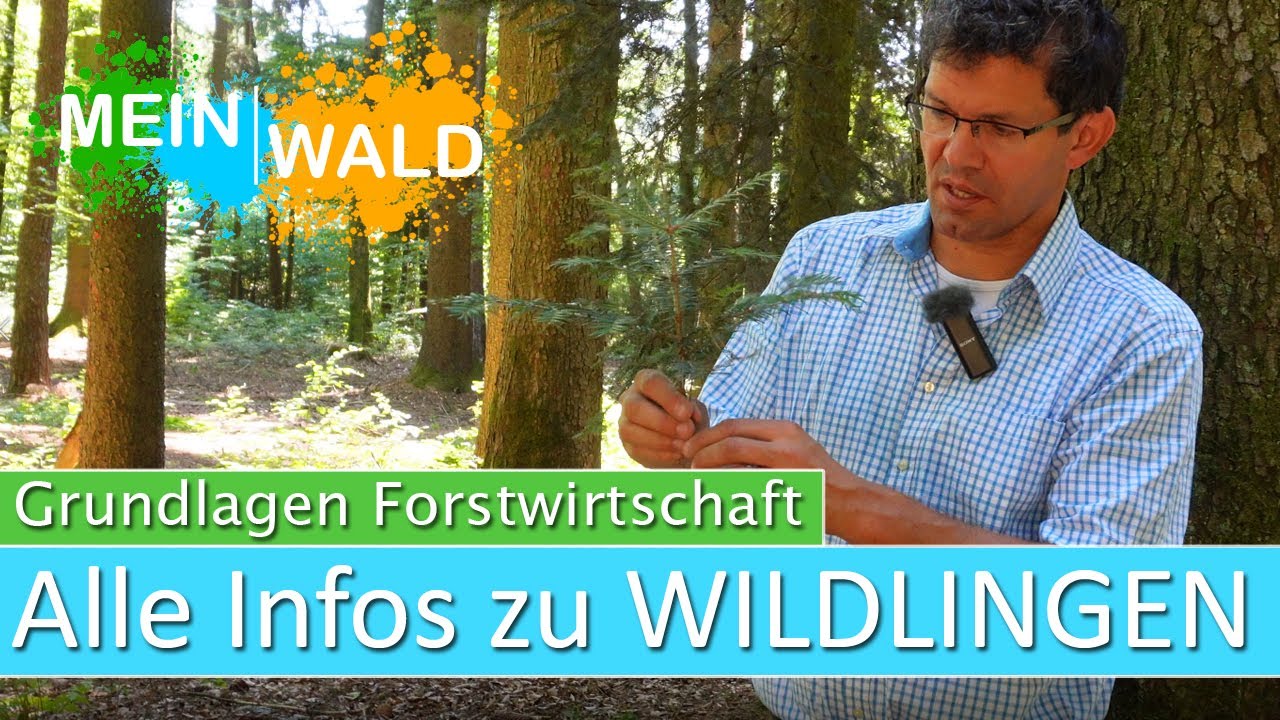 Wildlinge in der Forstwirtschaft - alle Infos