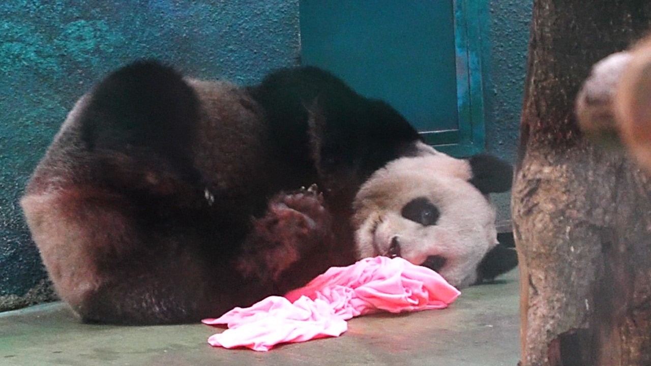 20260227 (13:54) 圓圓下午吃播及毛巾操，順便研究一下中午的行豐 | Giant Panda Yuan Yuan