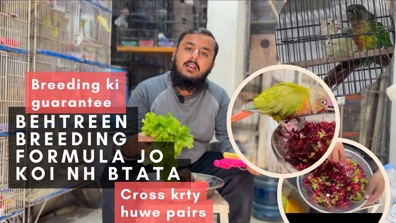 Birds k lye behtreen breeding formula jo her koi  nh btata or diet m kya chlana hota h birds ko