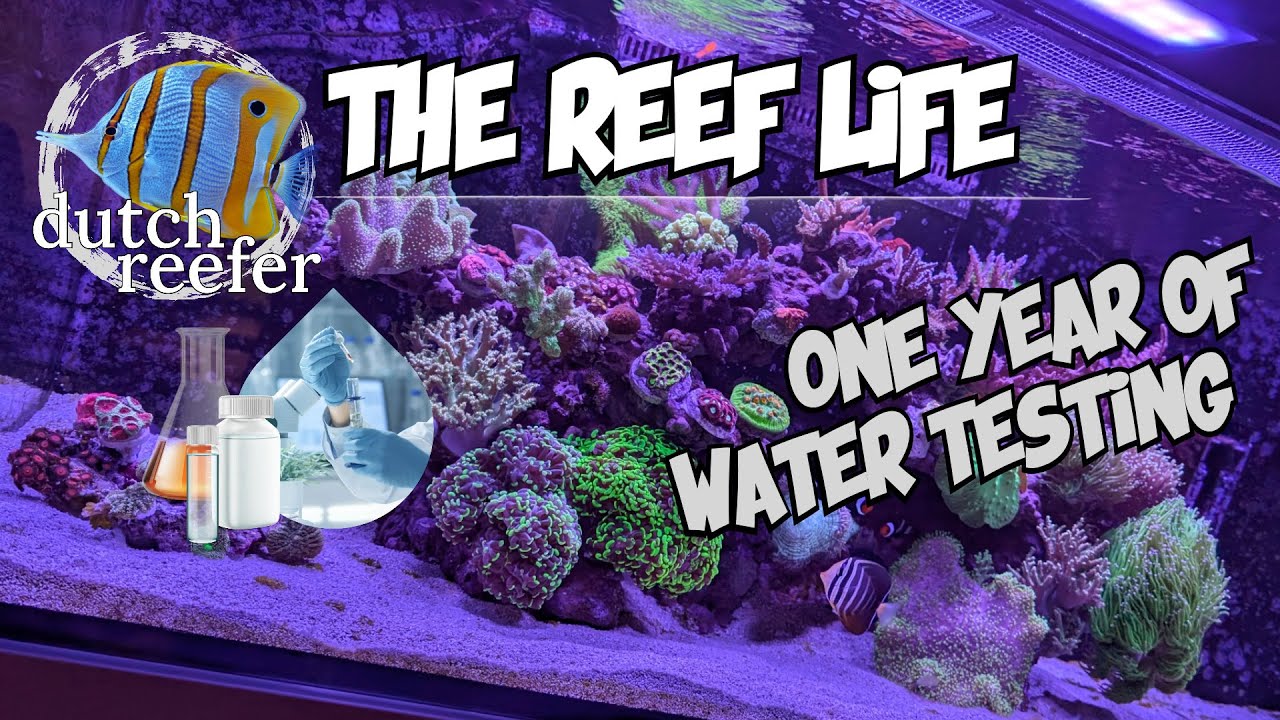 THE REEF LIFE | 1 Year of WATER TESTING 🧪