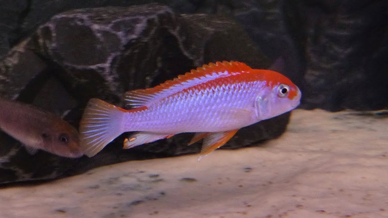 Pseudotropheus Perspicax Orange Cap Ndumbi F1