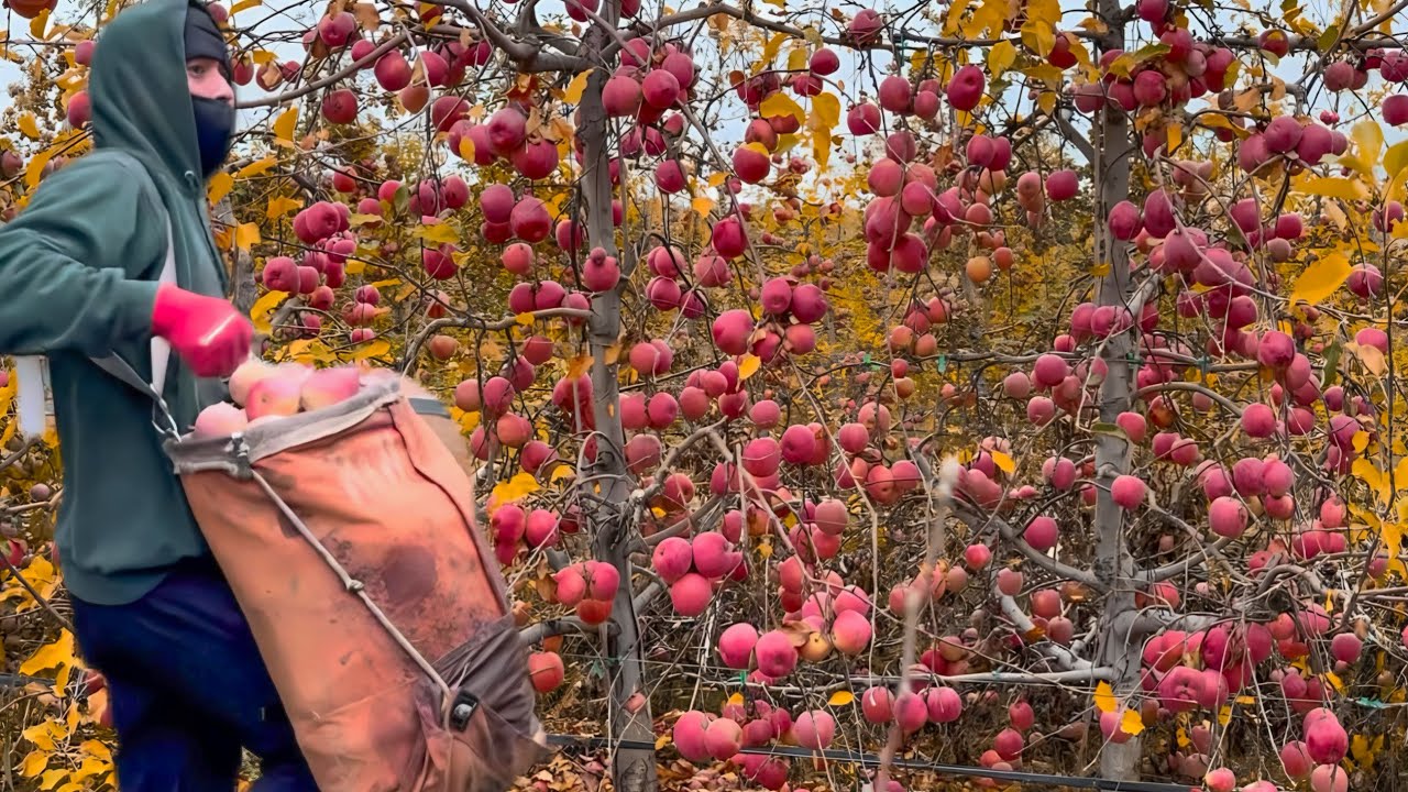 Así cosechamos manzana para jugo en Washington 25/nov/2025  #agricultura 