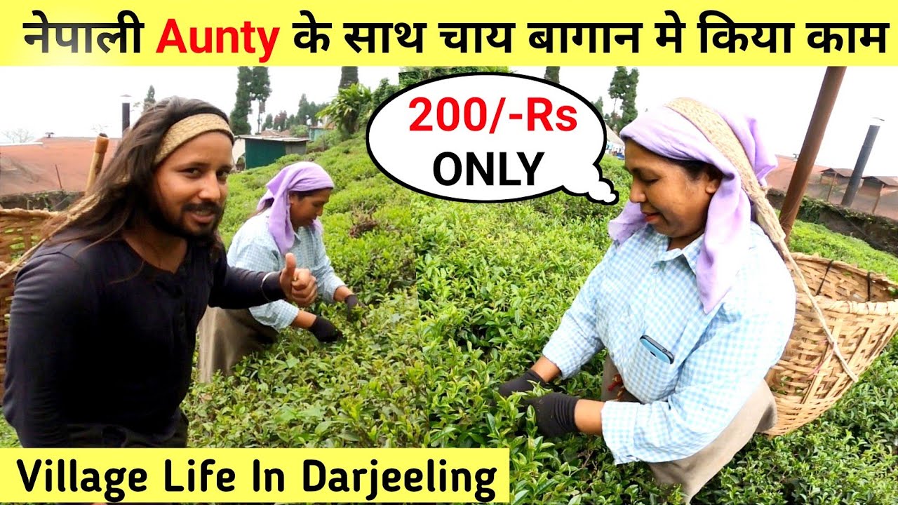 Darjeeling मे चाय बागान पहुँच गया || दार्जिलिंग के चाय मे बागान मे किया काम || Darjeeling Tea Garden