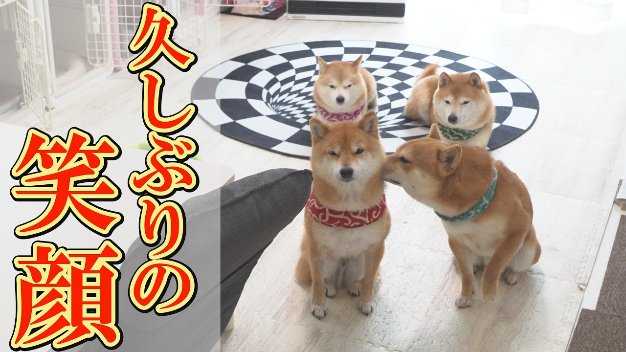 兄柴犬の退院後初めて、素直に笑える一日になりました。