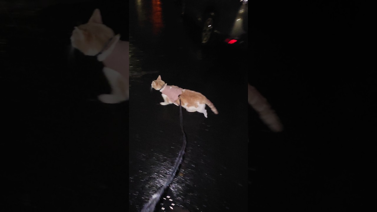 Гром ⛈️ и молния ⚡ не остановят Бикера! 🐈❤️