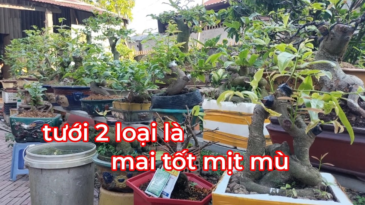Tất cả loại mai kể cả mai gốc nhớt mua ở chợ tết.miễn tưới 2 loại này đều Ra đọt tốt mịt mù 