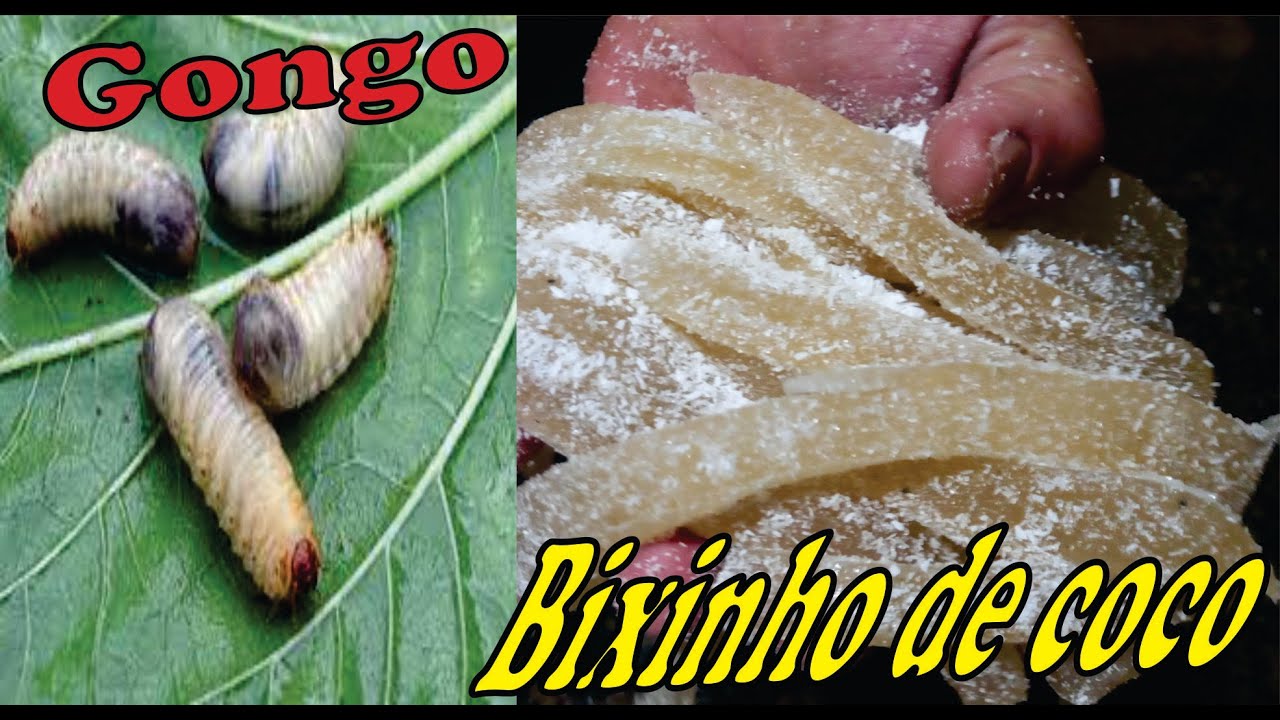 Bixinho de coco Gongo Bichinho não procure não compre não crie faça agora a melhor Isca pra pescar