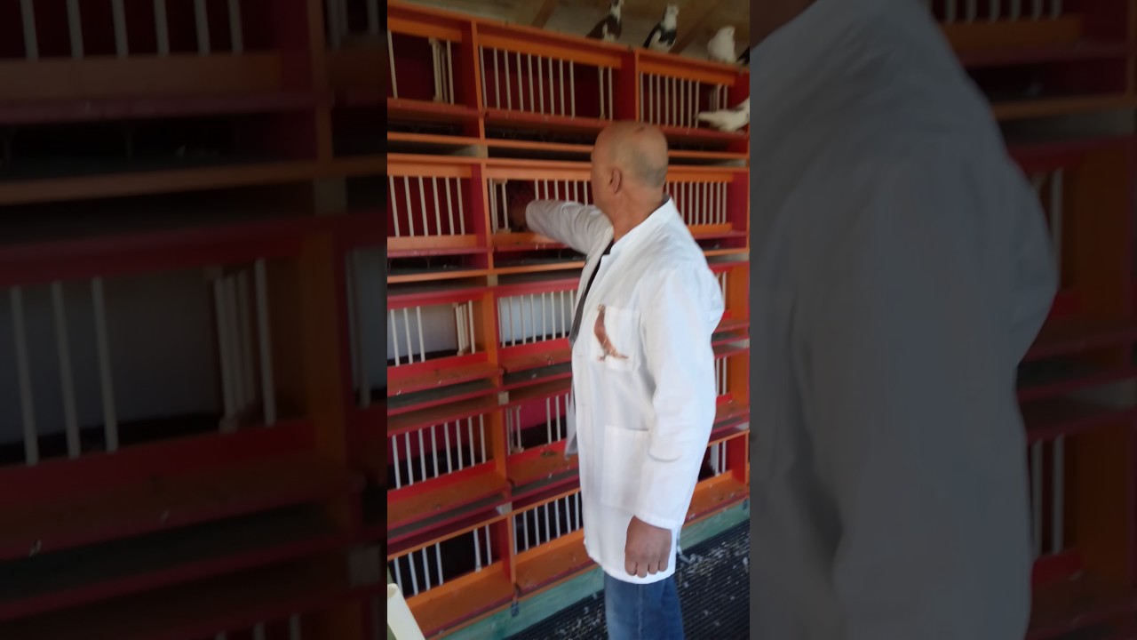 Nexhip Bibo Fier- My passion for pigeons(part 2)