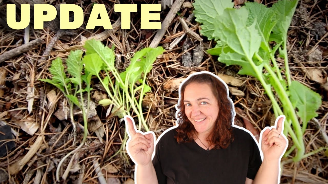 ELECTROCULTURE UPDATE - 10 days later