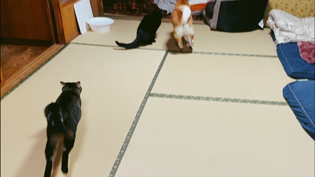 こたつキター！\(≧∀≦)/ Kotatsu (Table type heater)