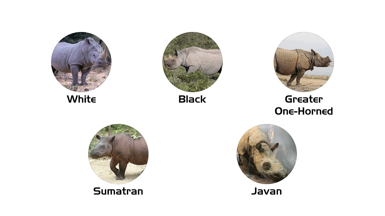 Every Rhinoceros Species Explained