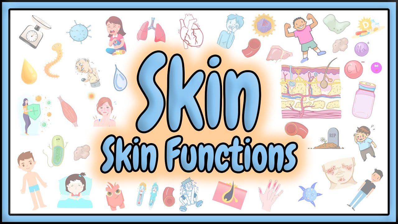 40. Skin Anatomy & Skin Functions