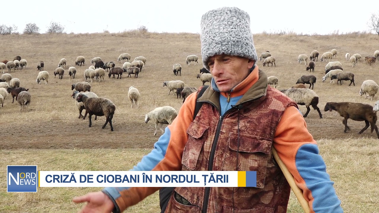 CRIZĂ DE CIOBANI ÎN NORDUL ȚĂRII