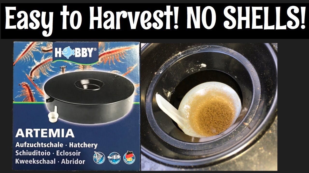 The Best Brine Shrimp Hatchery?