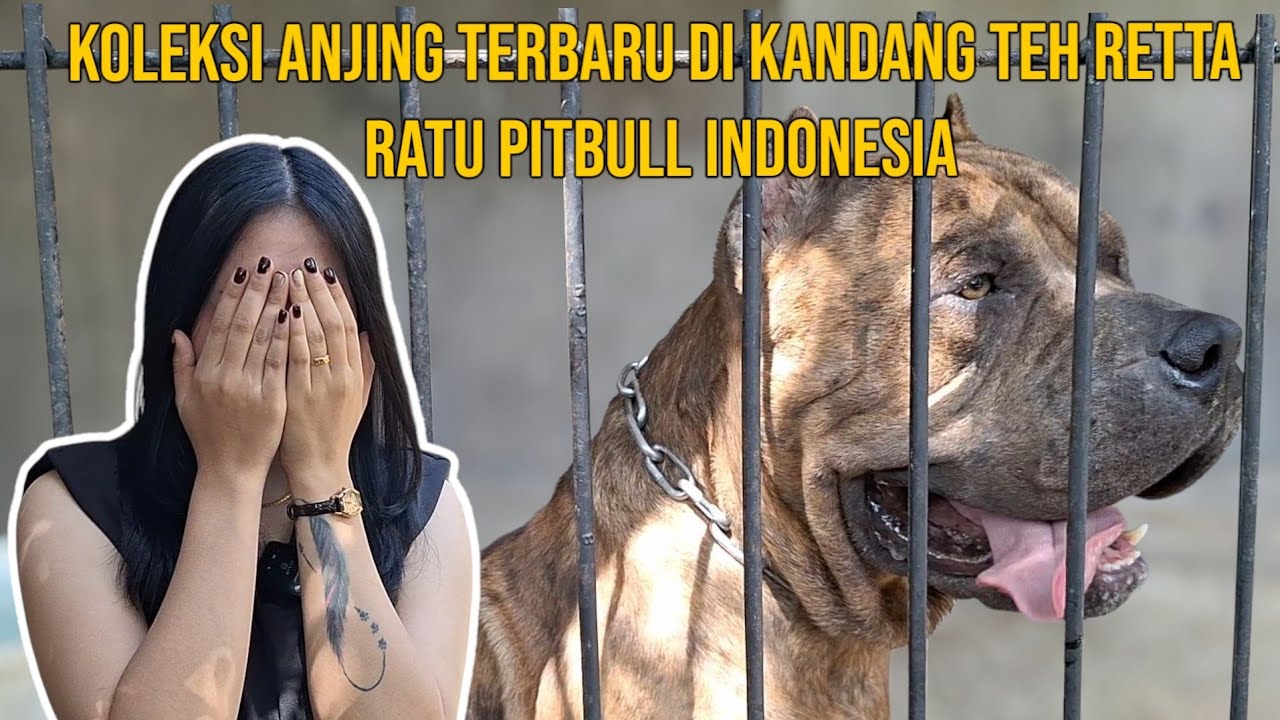 KOLEKSI ANJING PALING ANYAR RATU PITBULL MALANG ‼️ IDOLA NETIZEN MAKIN CANTIK & GLOWING ‼️