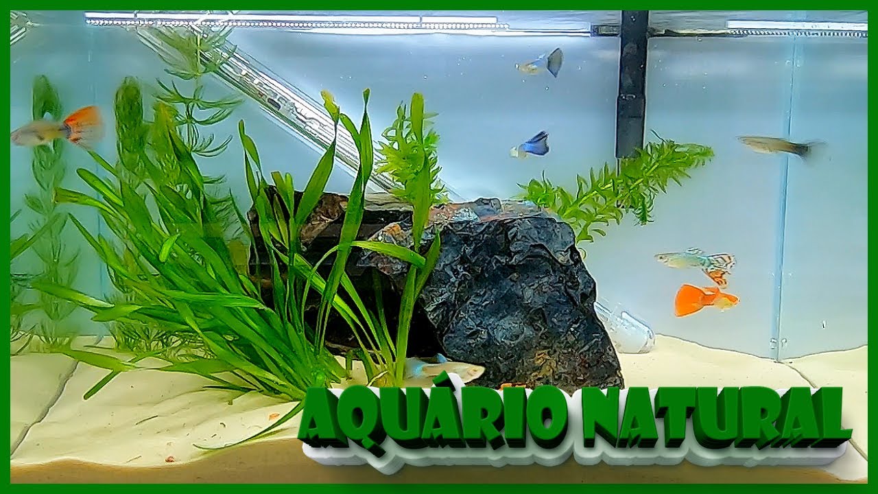 PROJETO MEU 1º AQUÁRIO NATURAL
