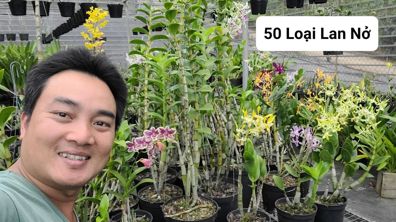 Gần 50 Loại Lan Bung Nở tại vườn lan Nguyễn Ngọc Hà